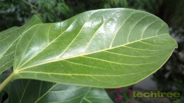 TechTree Blog: Sneak Peek — Nokia 808 PureView Camera Performance