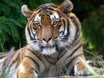 E-eye Surveillance Will Help Control Tiger Poaching At Corbett