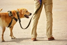 Dogs can monitor their humans with this revolutionary new device